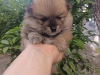Tatlılık abidesi son 2 yavru 1 dişi 1 erkek pomeranian