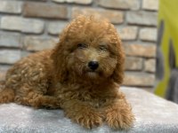 Toy Poodle Yavrumuz 5 Aylık Dişi