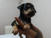 Erkek Dişi Pinscher Yavrularımız