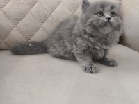 British shorthair şecereli orjinal yavrular