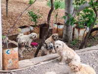 Maltese Terrier ve Shih-Tzu