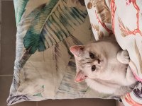 Yetişkin british shorthair silver erkek
