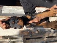 Kaliteli Doberman yavruları