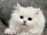 Dünya güzeli van kedisi çok nadir bulanan güzellik