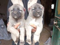 Safkan kangal yavrusu köpeğimiz