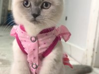 Blue point scottish fold