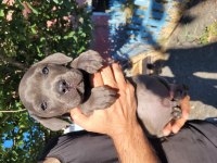CANE CORSO
