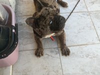 ERKEK 1.5 YAŞINDA FRENCH BULLDOG