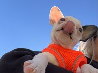 French bulldog dişi 5 aylık