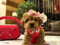 Korenin güzeli maltipoo 0 boy Mona