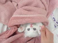 Chinchilla yavrularımıza aile arıyoruz