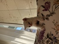 Erkek British Shorthair Çok Tatlı Yavru