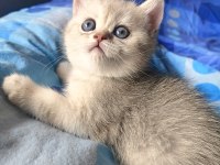SAFKAN BRİTİSH DİŞİ ERKEK BEBEKLER