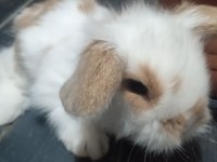 Teddy lop tavşanı yavrular
