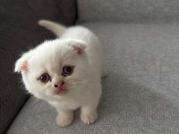 Pamuk scottish fold prensesim yuva arıyor