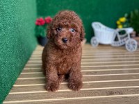 Toy Poodle Bebekler Referans Yavru