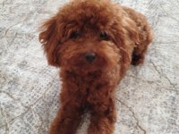 Sağlık ve kilo garantili kore poodle yavrularımız