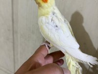 47 günlük full evcil lutino bebek sultan papağanı