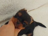 Yorkshire Terrier Yavrularım FCİ KİF ŞECERE EVRAKLI