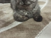 Dünya tatlısı scottish fold kızımız yeni yuvasını arıyor
