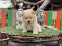 Üst Kalite Çin Aslanı Chow Chow Yavruları