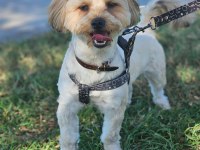 Morkie erkek