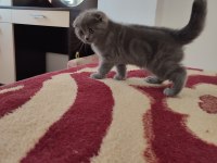 2 aylık scottish fold yavrularımıza yuva arıyoruz