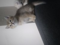 Paşa iki aylık british shorthair