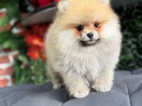 Üretim çiftliğinden orjinal pomeranian boo