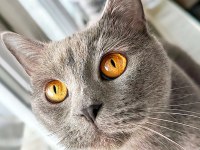 British shorthair cinsi kedimi sahiplendirmek istiyorum