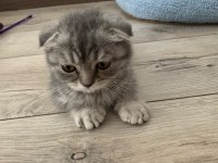 Scottish Fold 2 Aylık