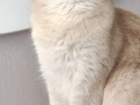 11 aylık ay12 dişi british shorthair