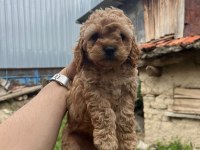 Maltipoo kalite yavrular ırk sağlık garantili