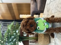 Yakışıklı Poodle Oğluşum