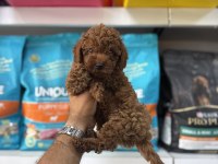 Toy Poodle Yavruları