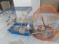 Grey erkek sultan papağanı ilanda