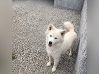 Husky Ankara İçi Acil Yuva Arıyorum
