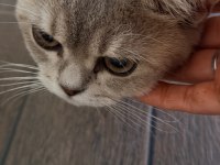 British Shorthair Ücretsiz Sahiplendirme