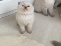 Ayı Surat Blue Point Scottish Fold