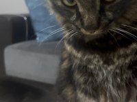 Sakarya ücretsiz kısır kedimizi sahiplendirme