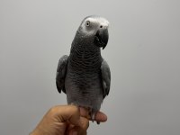 FULL EVCİL KONUŞAN JAKO