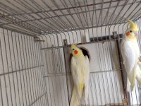 Hazır lutino kırmızı göz takım sultan papağanı