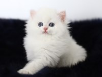 British longhair tostikim