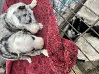 ANNE ALTINDAN SAFKAN BORDER COLLİE YAVRULAR