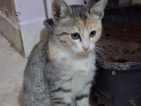 ESKİSEHİR ACİL 3 aylık calico yavrular