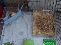 Ücretsiz sahiplendirme 3 aylık guinea pig