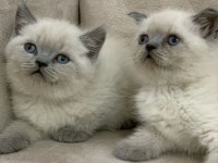 Safkan ayı surat british shorthair erkek