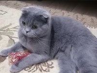 3 Yaşında Scottish Fold