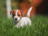 Kısa Bacak Jack Russell Yavruları