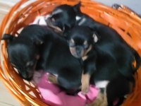 Şivava yavru köpekler